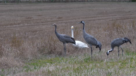 cisnes blancos y grullas negras en la pradera escandinava