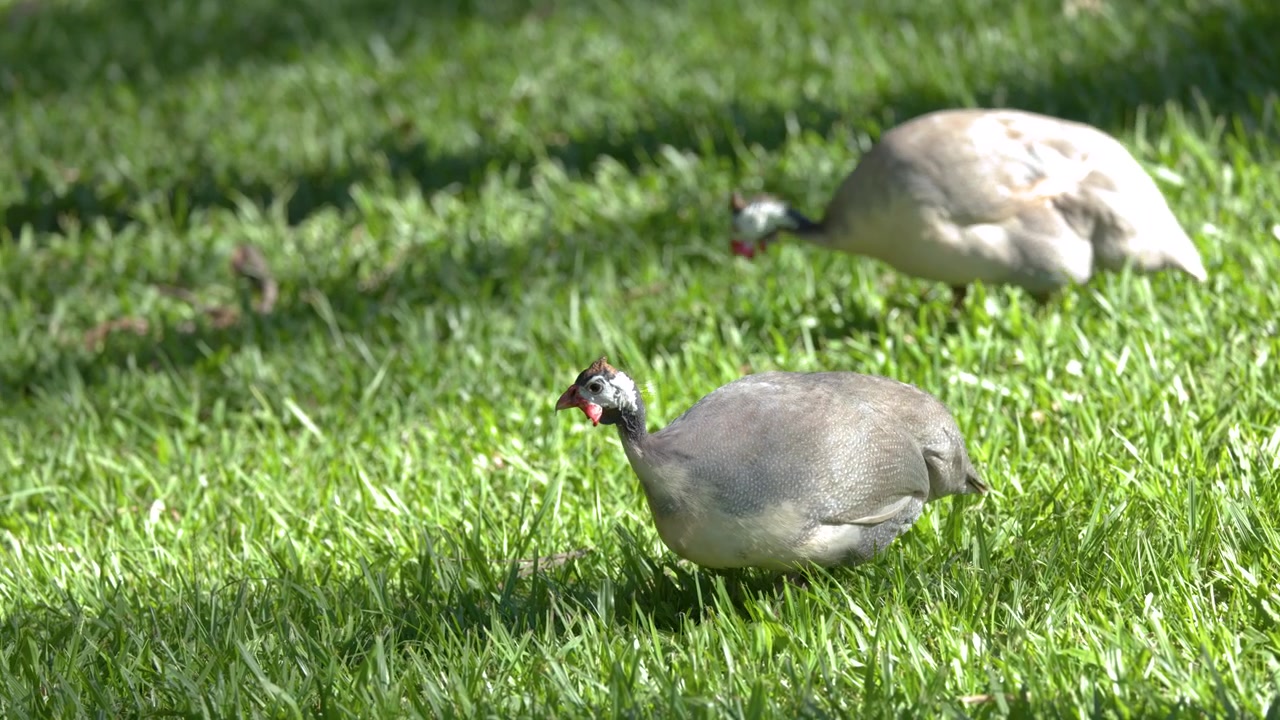 Due faraone che razzolano nell'erba verde in una giornata di sole