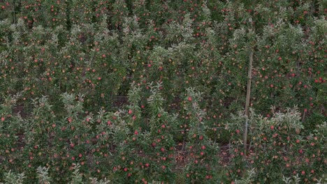 Luftobstgarten-über-British-Columbia-Okanagan:-Beeindruckende-Reihen-Von-Apfelbäumen-Im-Blick