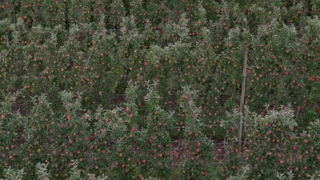 jardín aéreo sobre la columbia británica okanagan: líneas cautivadoras de manzanos a la vista