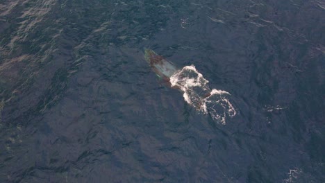 Humpback-Whale-Blowing-Water-To-Breathe-On-Surface-Of-Water-With-Seabirds---Whale-Watching-At-Bondi-Beach,-NSW,-Australia