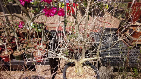 close up of beautiful desert rose plants for sale at a nursery