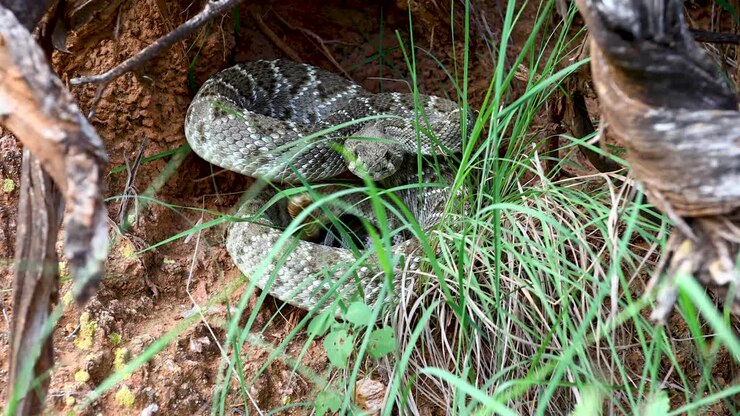 Statisk video af en Western Diamondback (Crotalus atrox) klapperslange, der ligger sammenrullet under en afsats.