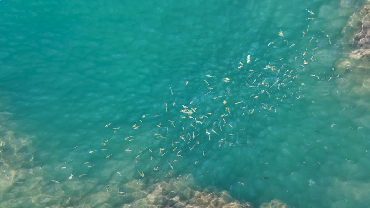 Drone footage captures a school of striped fish swimming near a coral reef in clear turquoise waters