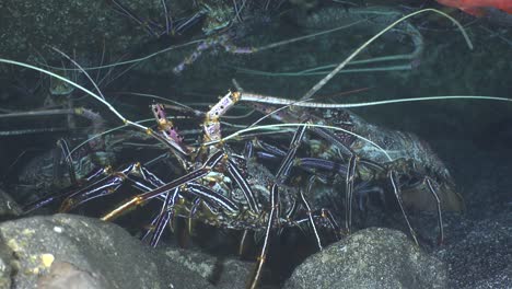 Lobster-super-close-up-in-cave-turning-in-front-of-camera