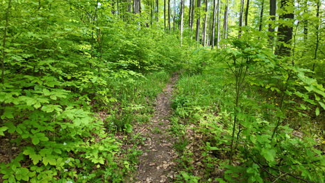 Moviéndose-A-Través-De-Un-Exuberante-Bosque-Verde