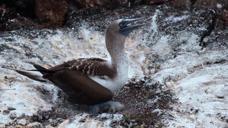 blue-footed booby with chick napping on his legs in los tuneles, galapagos island