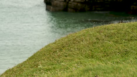 the green grassy headland in front of an opening in the cliff face on the scottish coastline