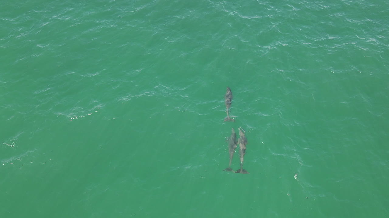 공중: 세 마리의 야생 큰돌고래가 얕은 청록색 물에서 헤엄칩니다.