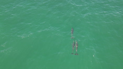 Aerial:-Three-wild-Bottlenose-Dolphins-swim-in-shallow-turquoise-water