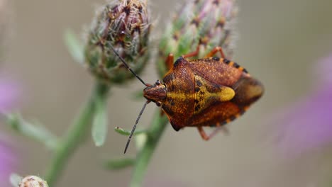 Orange-colored-Fruit-Bug-with-antenna-on-flower-petal-in-wilderness-at-sunny-day