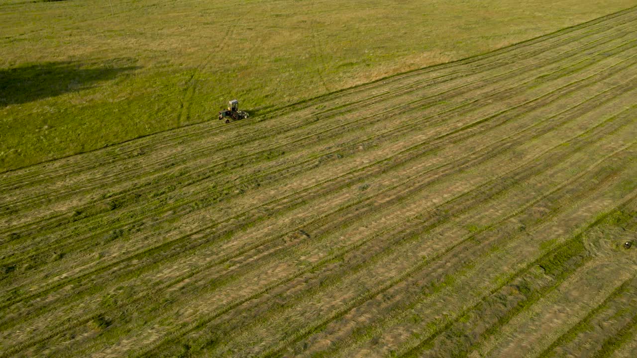 Aerial drone orbiting footage of a tractor cutting or mowing yellow and green colored hay and reeds on a countryside farmfield, straight long lines of cut hay on the ground, summer sunny day, shadows