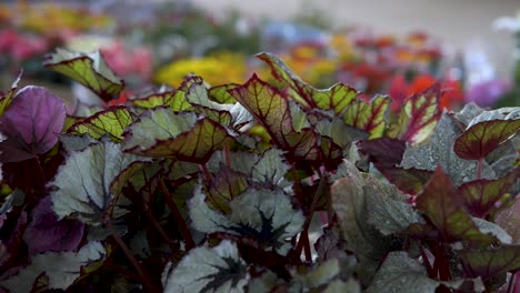 beautiful colorful shadow foliage. panoramic plane shift