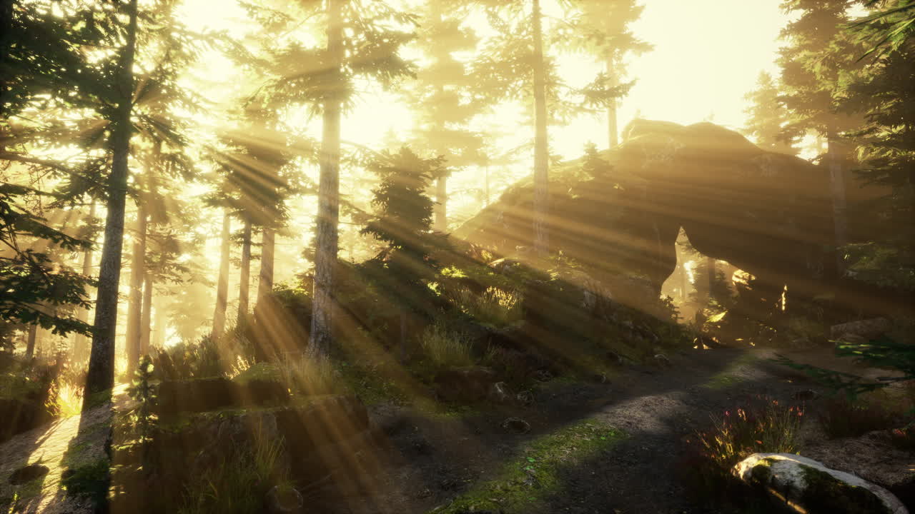 안개가 있는 숲에서 해가 뜨고