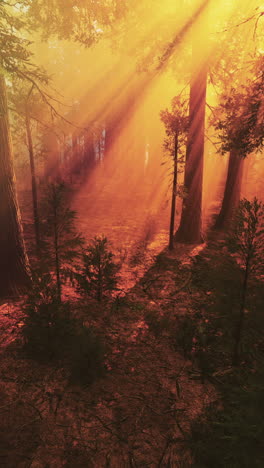 sunbeams through a smoky forest