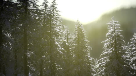 winter sunlight illuminating snow covered trees in a serene landscape