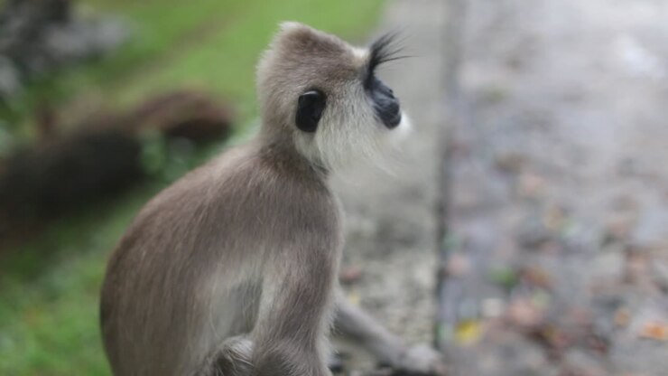 Small langur monkey sits alone next to a stone walking path