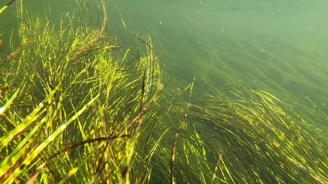 la hierba verde larga y vívida del río se balancea con gracia en la corriente submarina