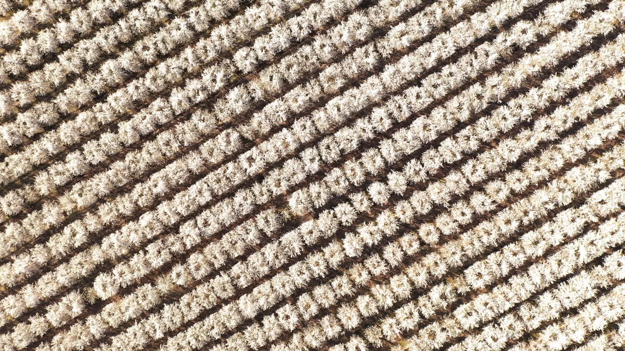 추상적 봄철 배경, 봄에 흰 꽃이 만발한 톱다운 아몬드 나무, 공중 전망