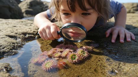 a curious child examines tidal pool life: exploring marine wonders with a magnifying glass in nature's classroom