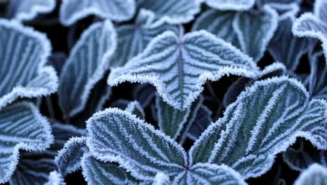 close-up of frosted leaves in winter