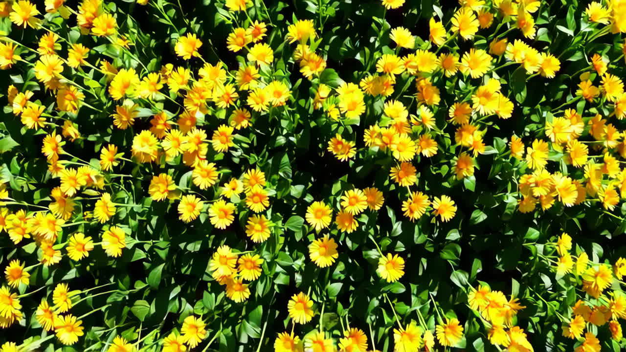 노란 꽃의 분야