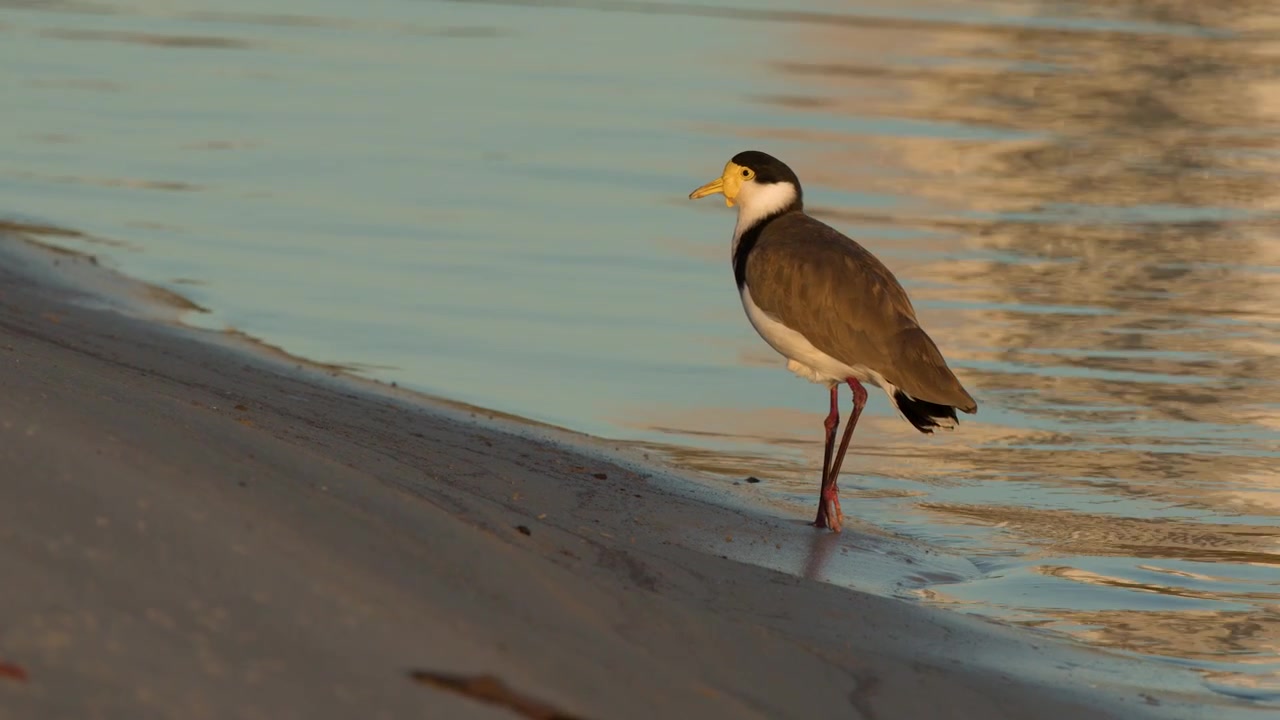 Seekor burung kedidi bertopeng berdiri di pantai berpasir dengan pantulan air yang lembut saat jam emas