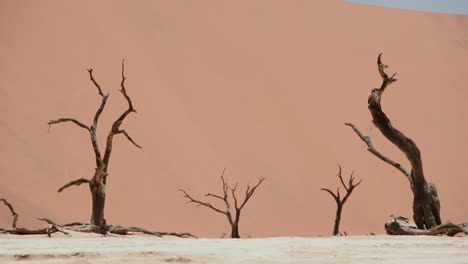 dead trees in the namib desert