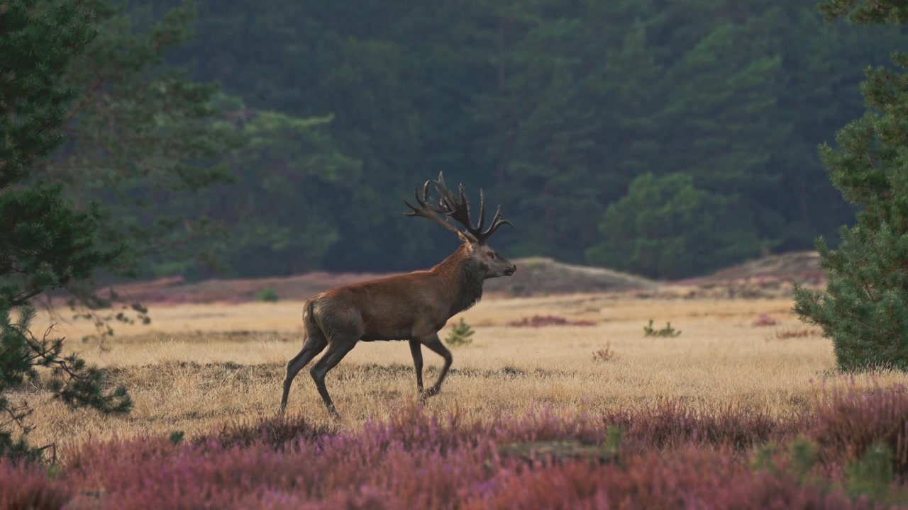 A wild red deer (Cervus elaphus) filmed during the annual rutting season in the Netherlands. The footage captures the atmosphere of a European woodland during autumn, when these magnificent mammals be