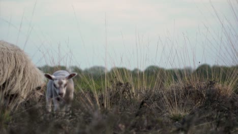 Lamm-Weidet-Mit-Seinen-Mutterschafen-Auf-Den-Weiden,-Bodennahe-Aufnahme-Von-Nutztieren