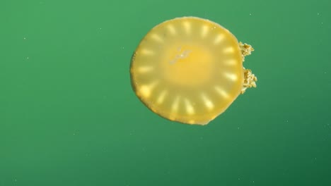 medusas nadando en el océano. gran escena de la vida silvestre. paisaje de la naturaleza.