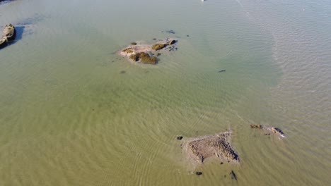 pájaros que se reúnen en un par de islas en el río medway en una tarde soleada en invierno