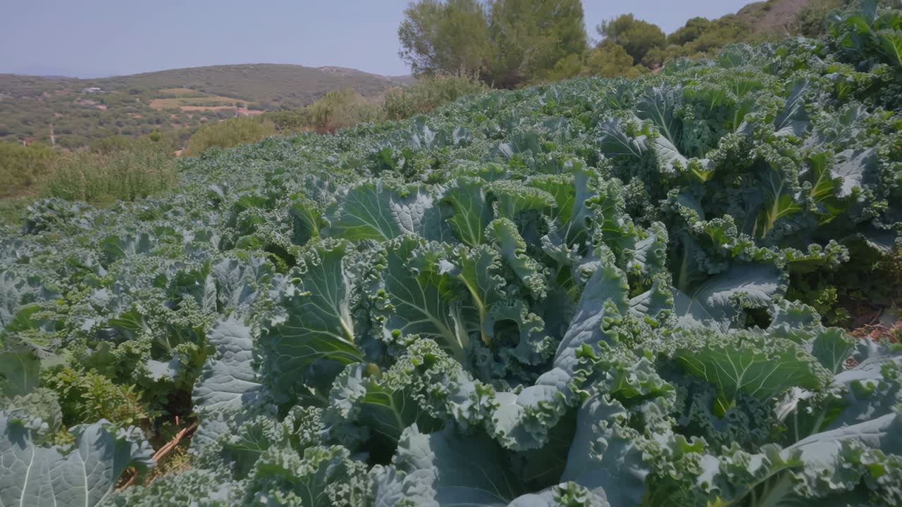 Close-up of a vibrant kale field under a clear sky