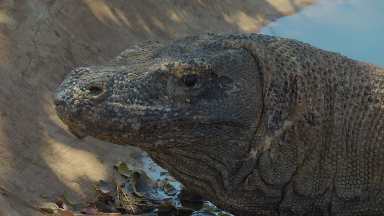 Komodowaran blickt in die Kamera. Nahaufnahme.