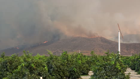 El-Fuego-Salvaje-Ruge-En-La-Distancia-Mientras-El-Humo-Sube-Sobre-Un-Huerto-De-Naranjos