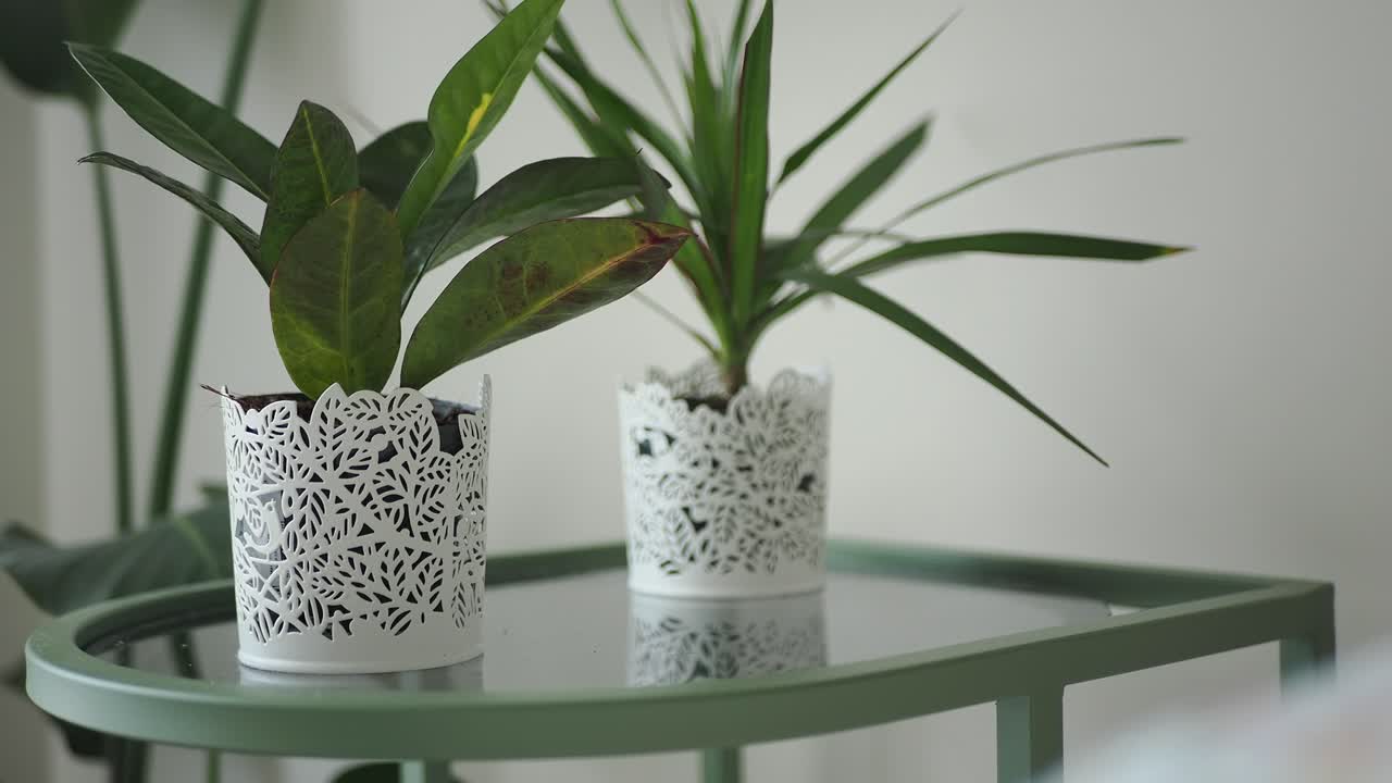 Piante decorative in vaso su un tavolo verde moderno