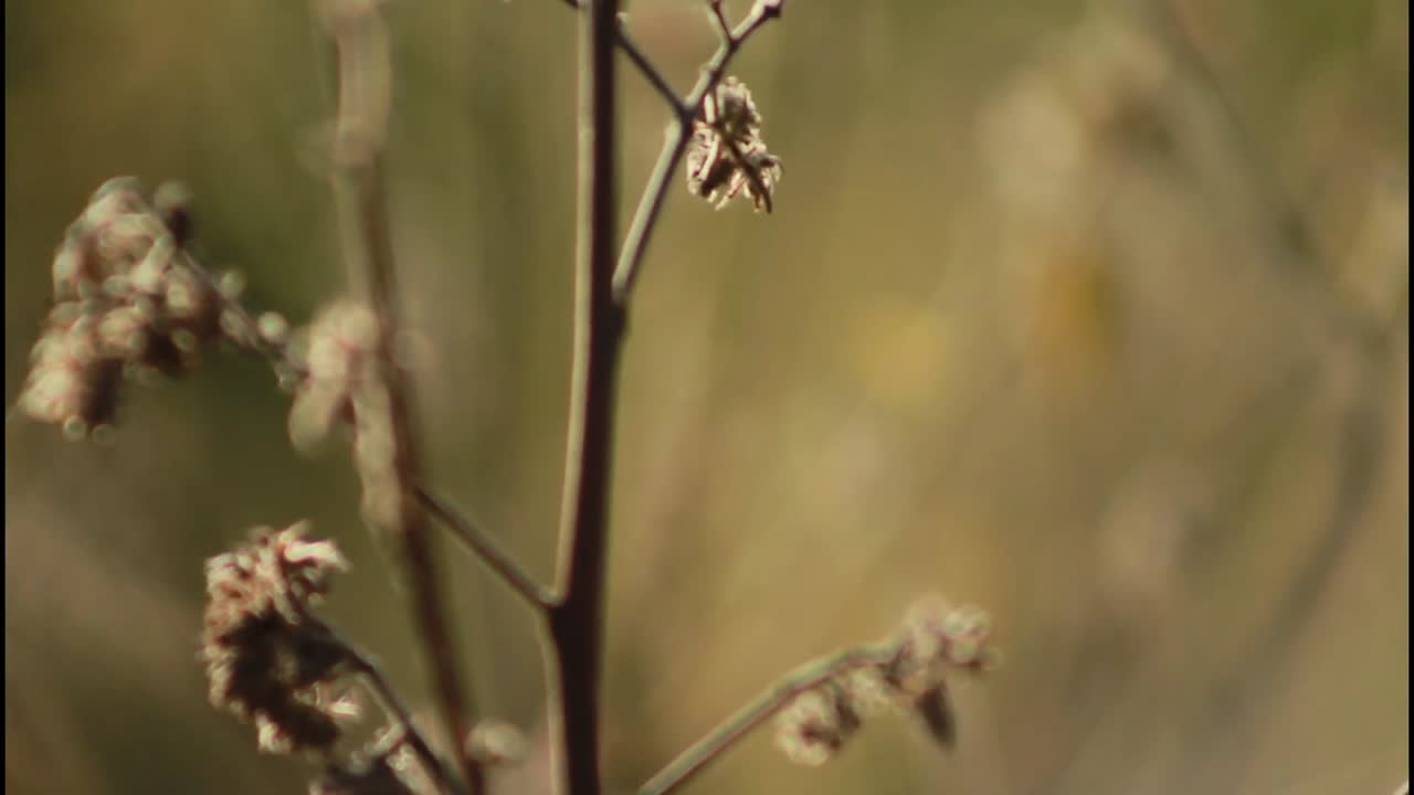 건조한 식물 클로즈업