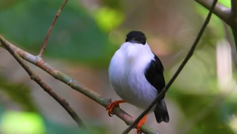 white-bearded manakin looks around puffs out feathers and hops onto branch