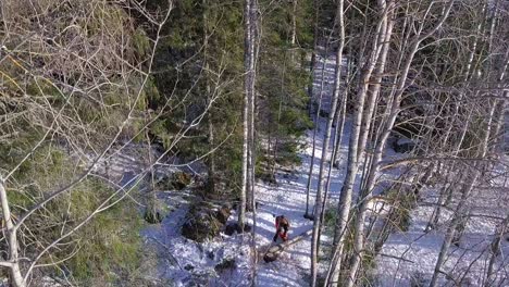 aerial, woodwork, man cutting trees in the forest