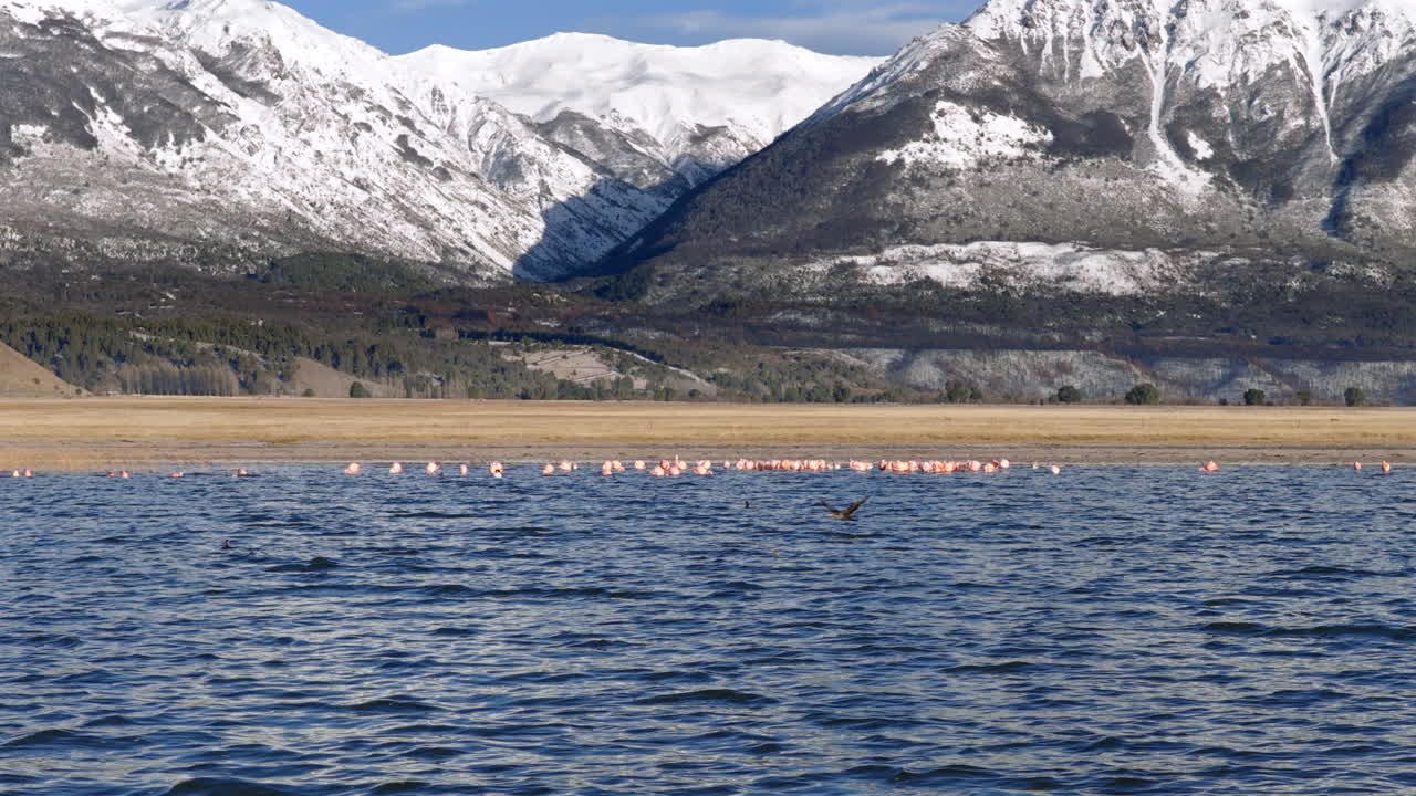Flamingos gathering near mountain lake shoreline with snow capped peaks in background, Patagonia, Argentina
