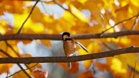 varied tit bird preen or clean feathers perched on autumn tree branch with yellow and orange leaves