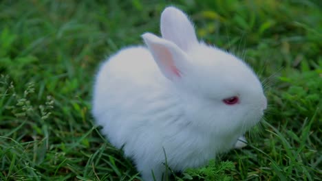 cute white rabbit in green grass