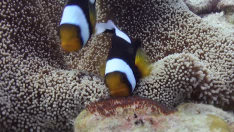 saddleback anemonefish 6