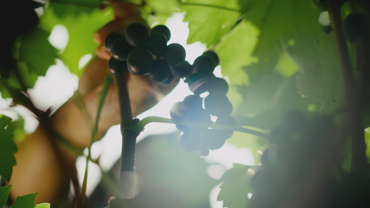 Grappoli d'uva sulla vite