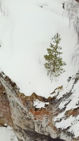 snowy landscape with a small pine tree