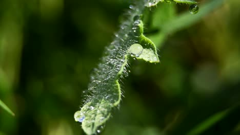 un primer plano de una gota en una hoja