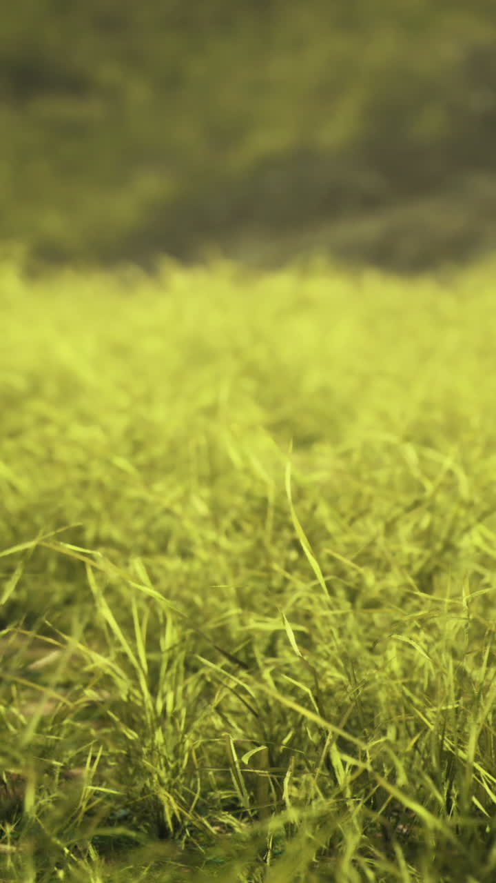 Sunlit grassland covered in vibrant green grass during the golden hour