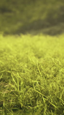 sunlit grassland covered in vibrant green grass during the golden hour