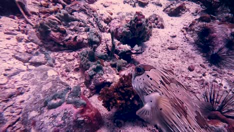 puffer fish swimming on sea floor past sea urchins