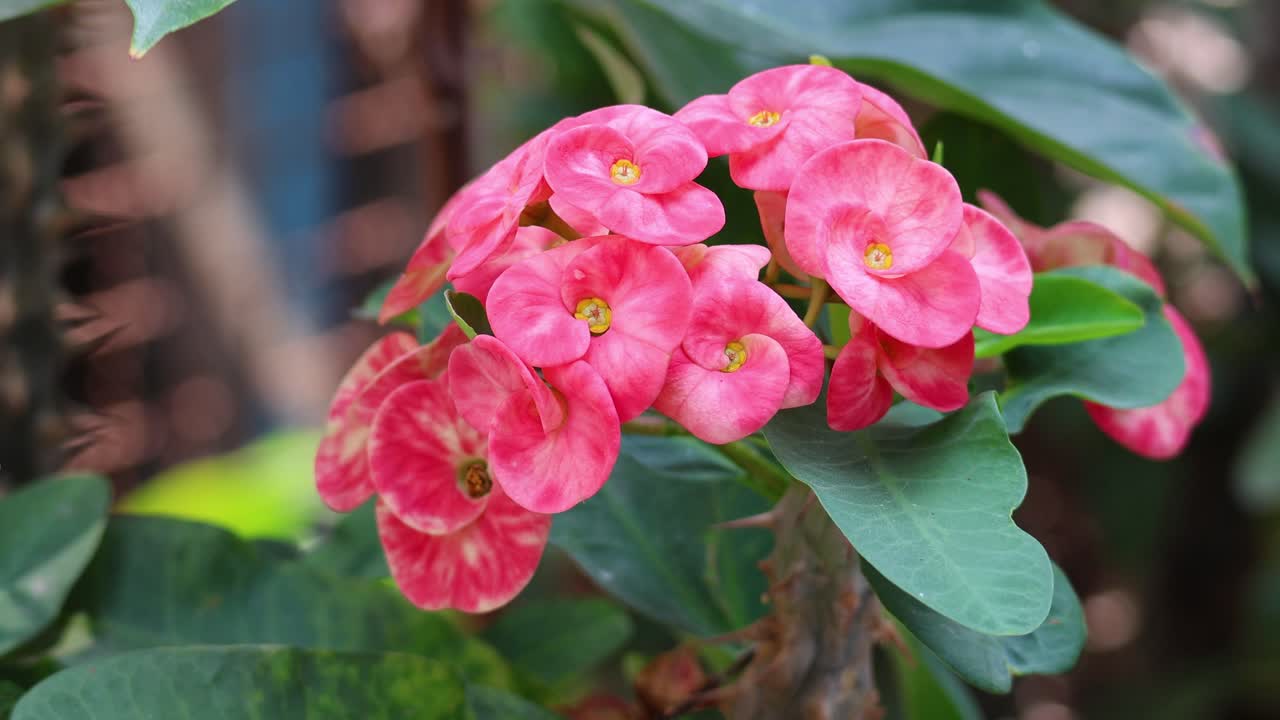 자연 환경에서 유포르비아 밀리 (euphorbia mili) 의 클로즈업